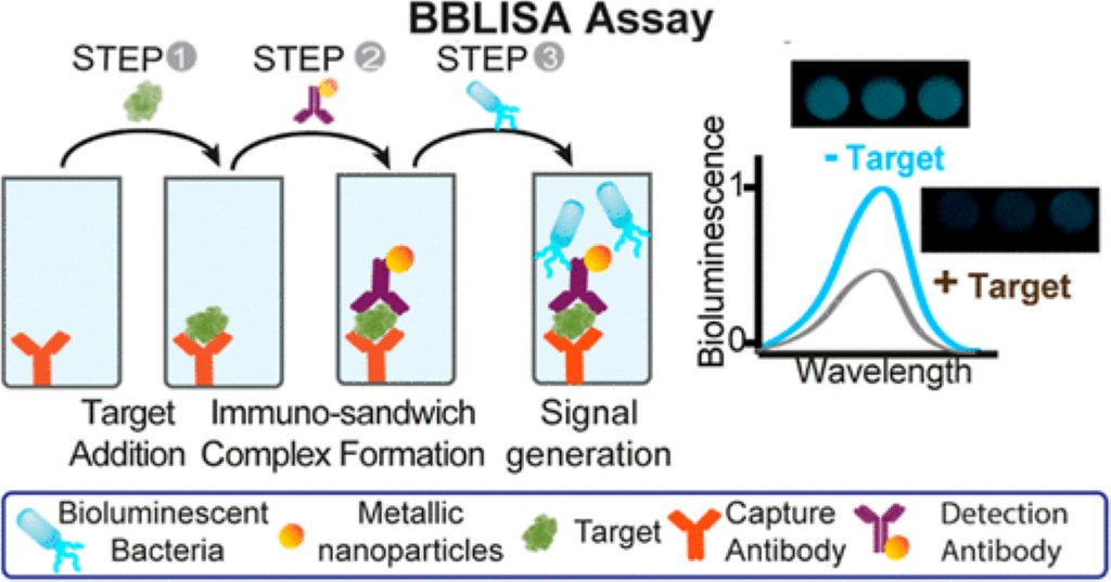 📰 SCIENCE NEWS

🤝 In collab with Prof. Andrea Idili (@unitorvergata), @merkoci_group unveils a cutting-edge immunoassay harnessing #bioluminiscent bacteria & #metal nanoparticles.
📓 The work has been featured on @ACSPublications cover.

🔗 News link ➡️ i.mtr.cool/zcaliwzgch