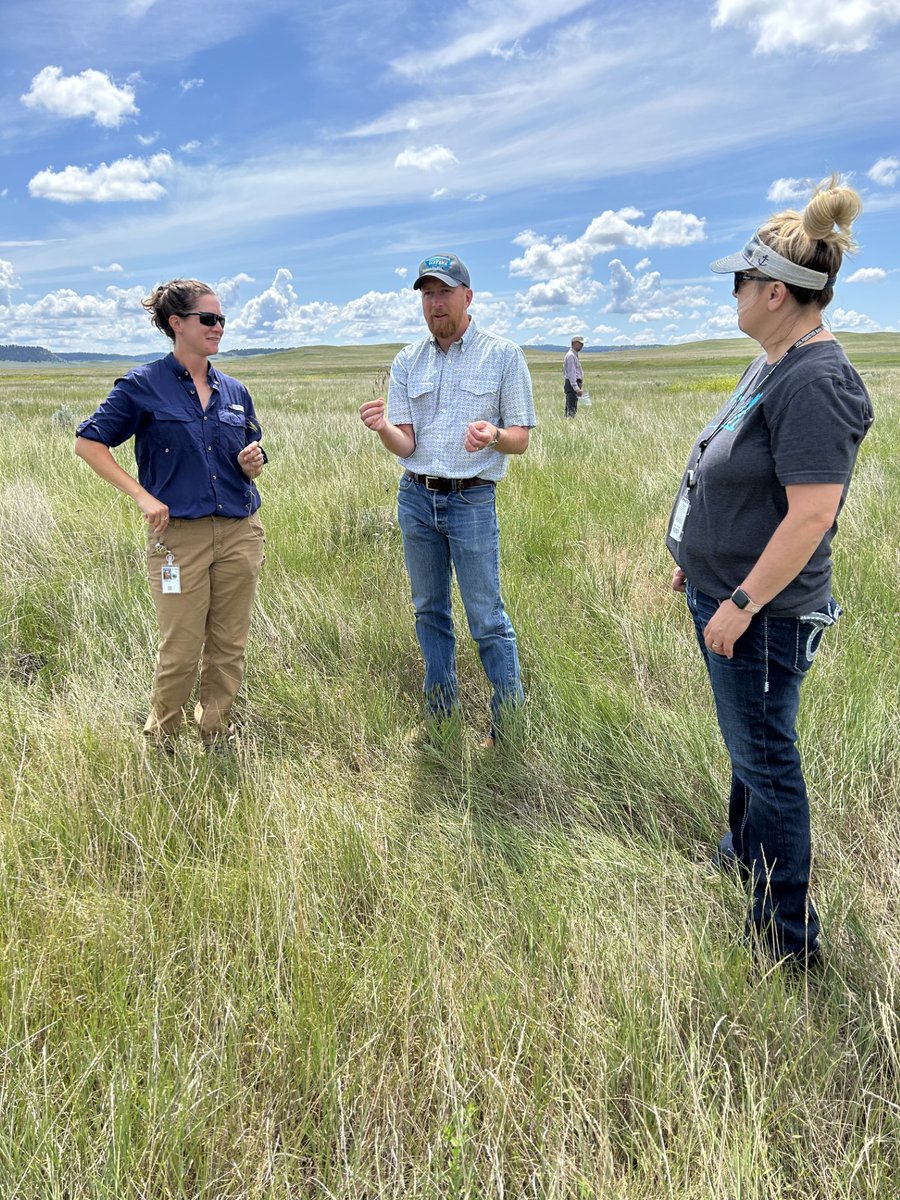 The BLM Miles City Field Office is putting Bipartisan Infrastructure Law (BIL) funding to work, partnering with the University of Montana to map and treat infestations of ventenata grass in eastern Montana.