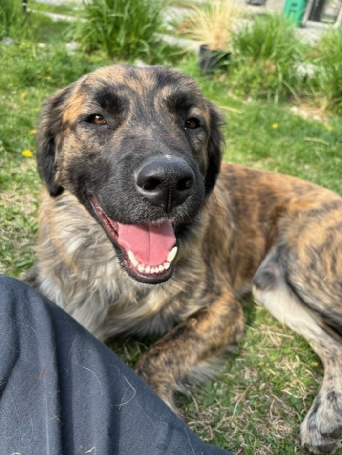 Meet Jasper, a 10-month-old Kengal dog mix with a heart as big as his paws.🐾 Jasper comes from a rural property where he lived harmoniously amongst a variety of animals, including dogs, cats, and even pigs. Learn more about sweet Jasper at ow.ly/Eavw50RsL8g. ❤️#Pentictonbc