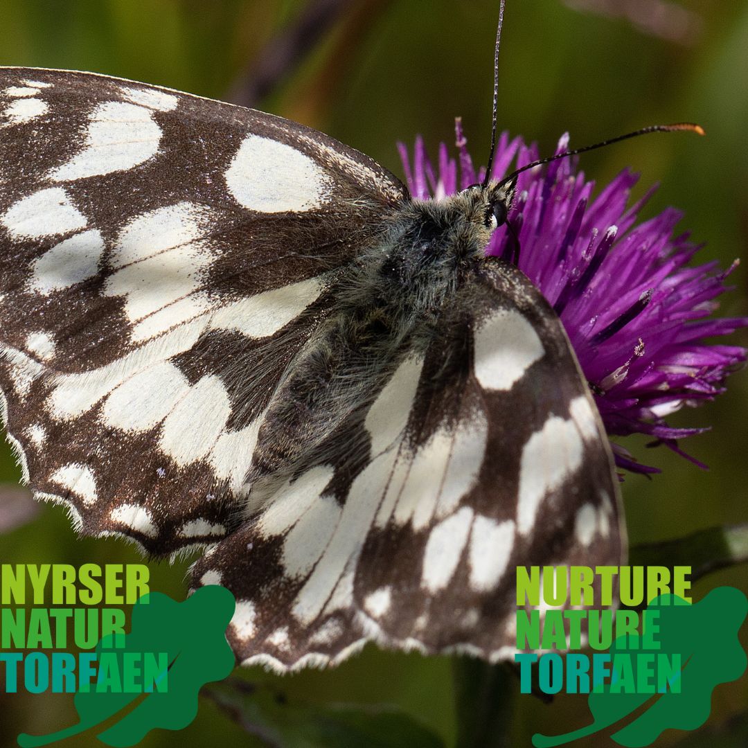 This #NoMowMay share photos of the wildflowers and wildlife in your garden.

And consider joining our campaign to let areas grow all summer #LetItGrow #NurtureNatureTorfaen
