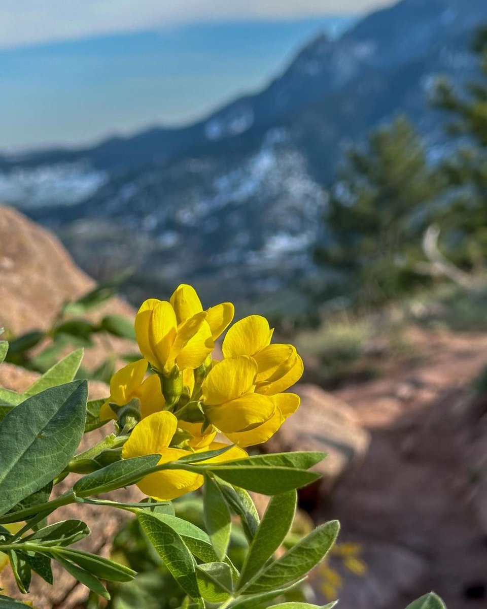 Happy first day of May, #Boulder! Here's to a new month blooming with possibilities 🏵️ Photo by @justfeltlikemovingtocolorado