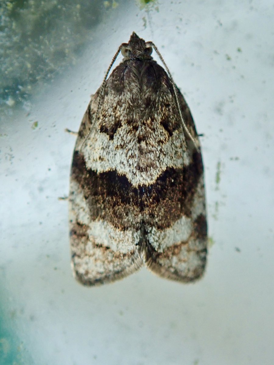 Wolverhampton. First day of May and my second lifer: Syndemis musculana (Dark-barred Tortrix). Resting on the greenhouse. Common maybe, but still new to me 🤓
#moths