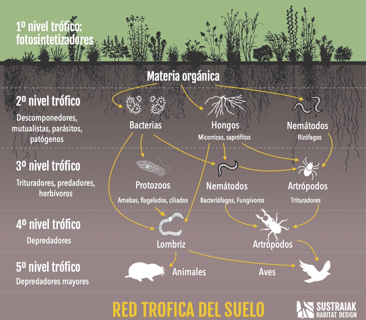 Hoy toca hablar de uno de los aspectos más desconocidos del suelo, pero de una gran importancia: la red trófica. Pero, ¿hasta que punto es importante? Es fundamental; no hay suelos sanos sin una red trófica dinámica y activa y tiene un papel crucial en la fertilización 👇🧵