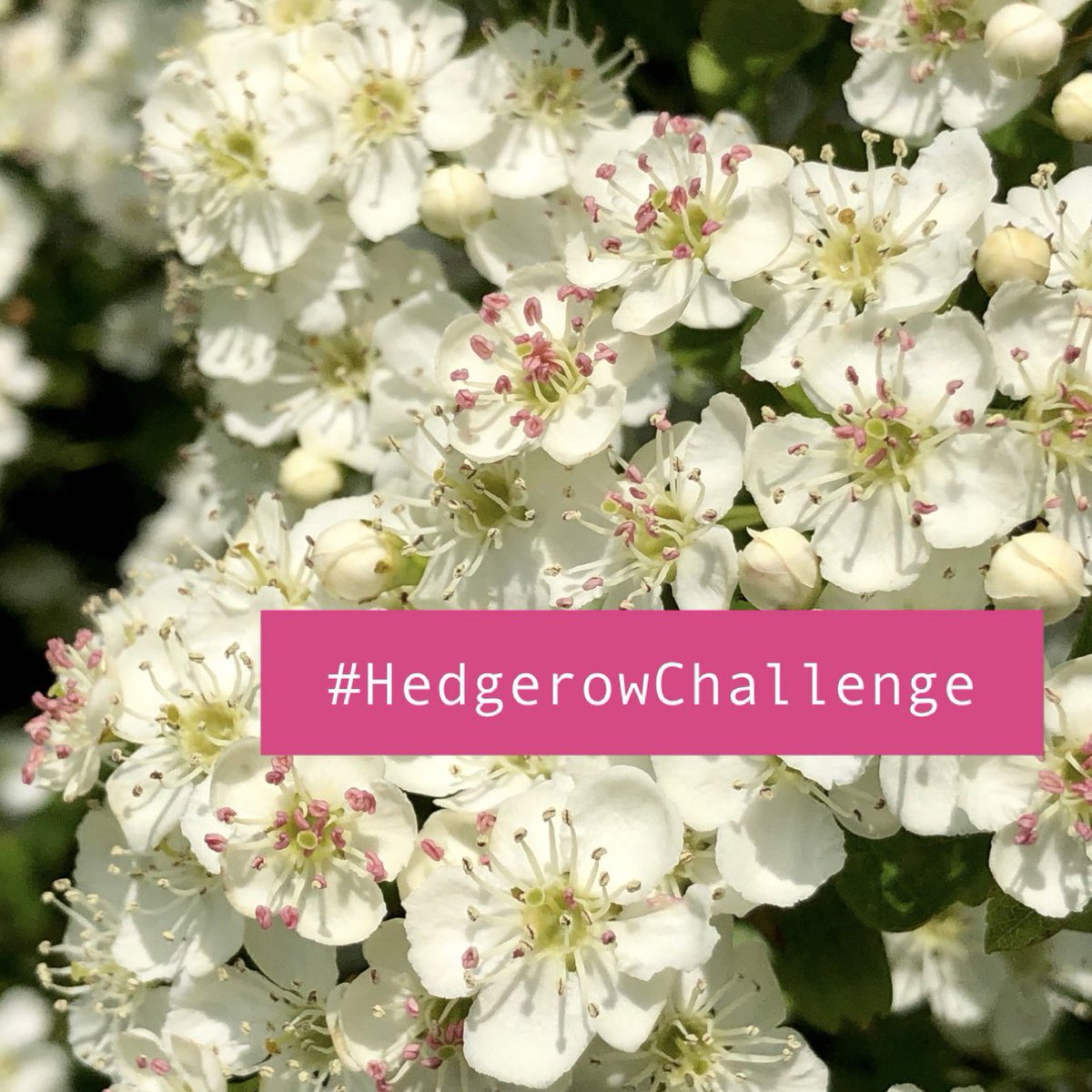What can you find flowering in a hedgerow? That’s the challenge this week from @wildflower_hour! Have a good rummage in a hedge (get ready for the funny looks 👀) & share your pics for #WildflowerHour this Sunday 8-9pm using the hashtag #HedgerowChallenge! Happy hedge-diving!