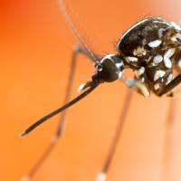 #ICYMI: Research from @waynemedicine shows how Zika virus infection during pregnancy affects the baby’s eyes. It also suggests a preventive strategy. Read more: today.wayne.edu/medicine/news/… #NEIResearchNews