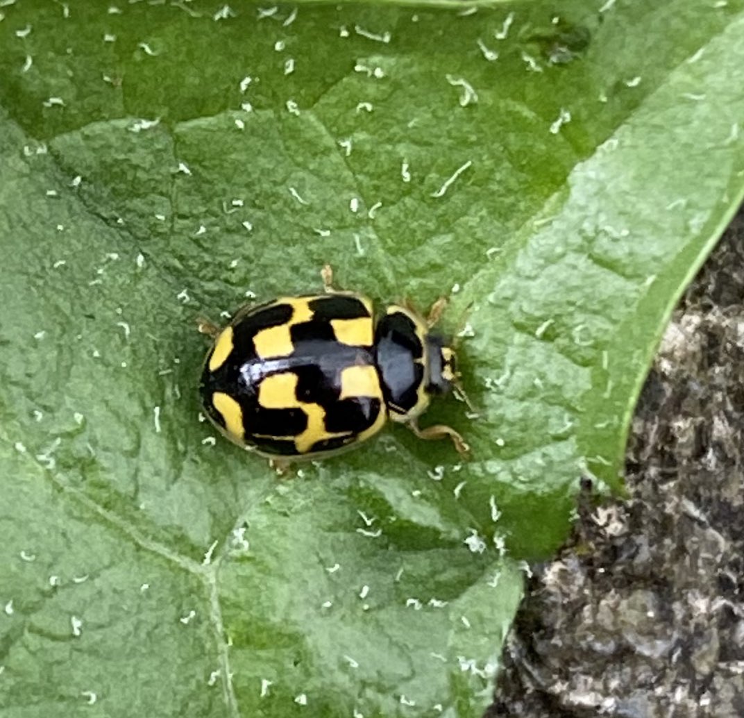 14-spot Ladybird on a Dandelion for #wildwebswednesday. It has heavier black marks than normal. @WebsWild