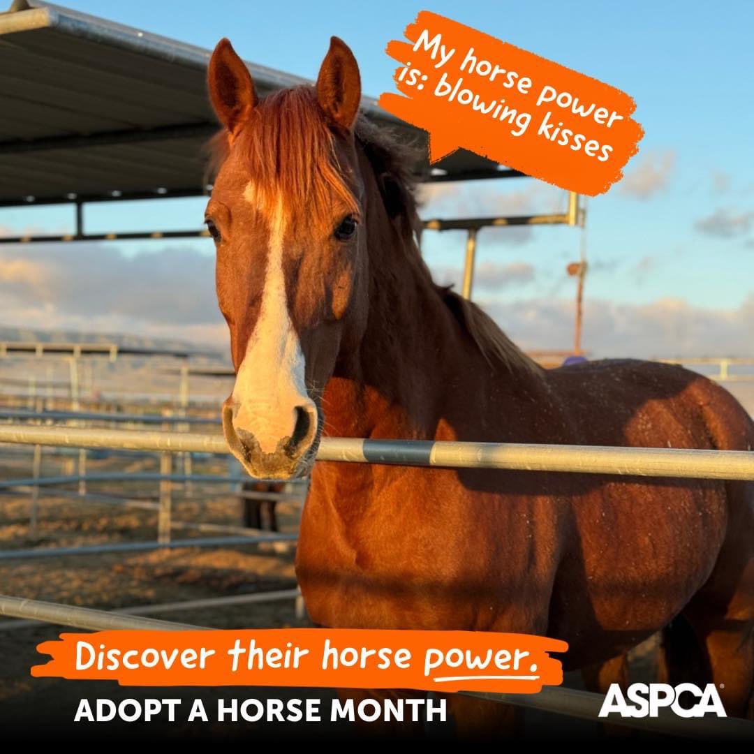 Happy #MayDay #May1st !🐴🌟😍

#May is #adopt a #horse month! Golden is our featured #star to start off the month on this fabulous #WarmbloodWednesday! #RightHorse @ASPCA 🐴🌟🧡
#horsepower 🤩
💪
#AdoptAHorseMonth
