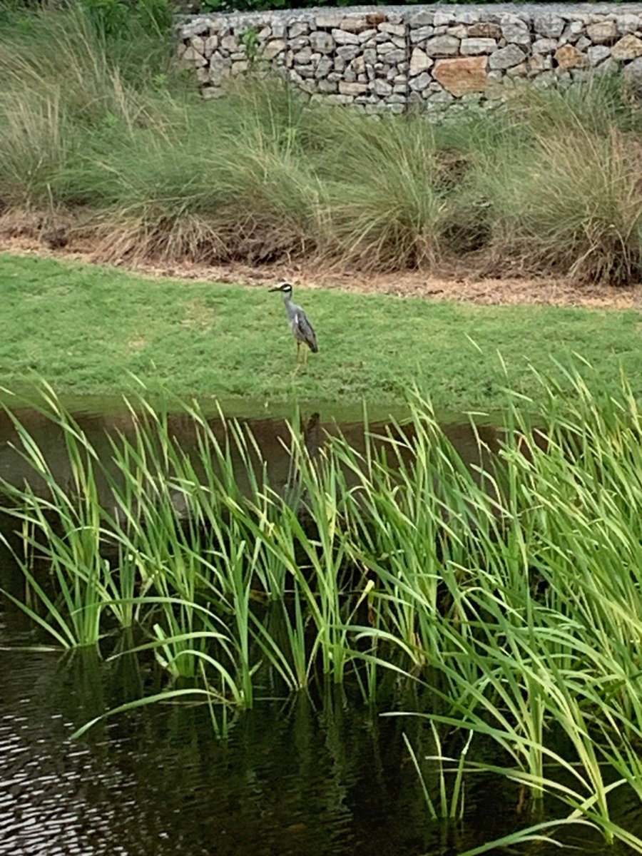 Who caught a glimpse of our graceful winged visitor by the detention pond? A special thank you to our Senior Director of Development, Brena Baumann-Gonzalez '90, for capturing this beautiful shot on campus. 🦢

 #instacalm #HoustonLaw #WeAreHoustonLaw