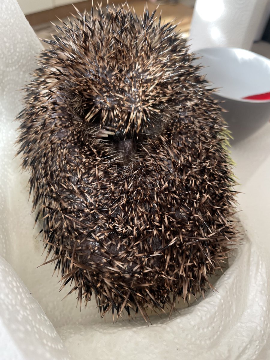 Manuel , darf nach einer schweren Lungenentzündung und Würmern , gesund ausziehen 💪🦔🫶❤️😍 ein ganz toller, verwilderter Garten wartet auf ihn 💪🦔🥰🫶 er wird natürlich, das ganze Jahr zu gefüttert ! 💪🦔🫶 mach es gut du keiner fauche Igel , ich werde dich vermissen 💪🦔🍀🫶