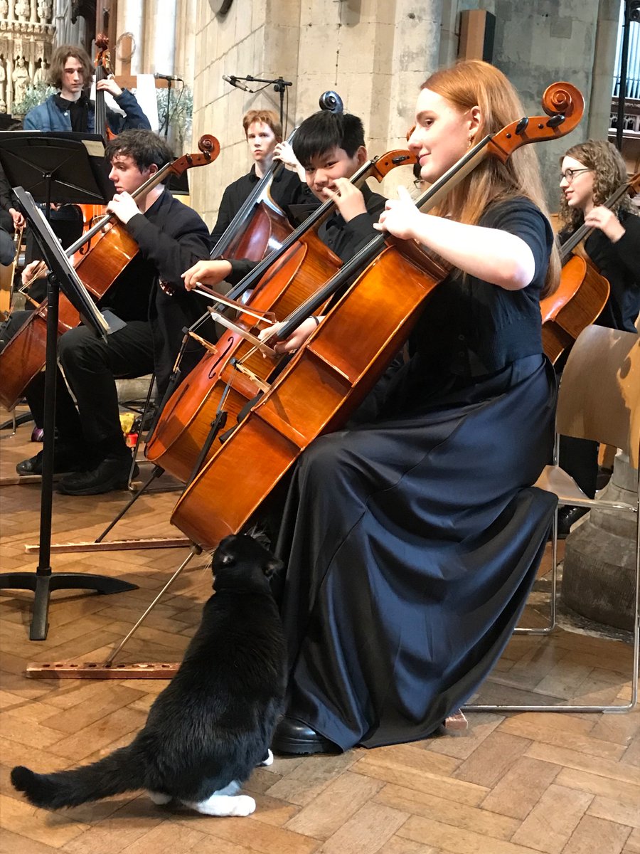 Rehearsals in full swing here <a href="/Southwarkcathed/">Southwark Cathedral</a> for <a href="/AlleynsSchool/">Alleyn's School</a> #orchestral&amp;choral concert this eve. <a href="/HodgeTheCat/">Hodge</a> clearly keen to join the #cello section 
#AllWeCanBe 
#AlleynsCuriosity