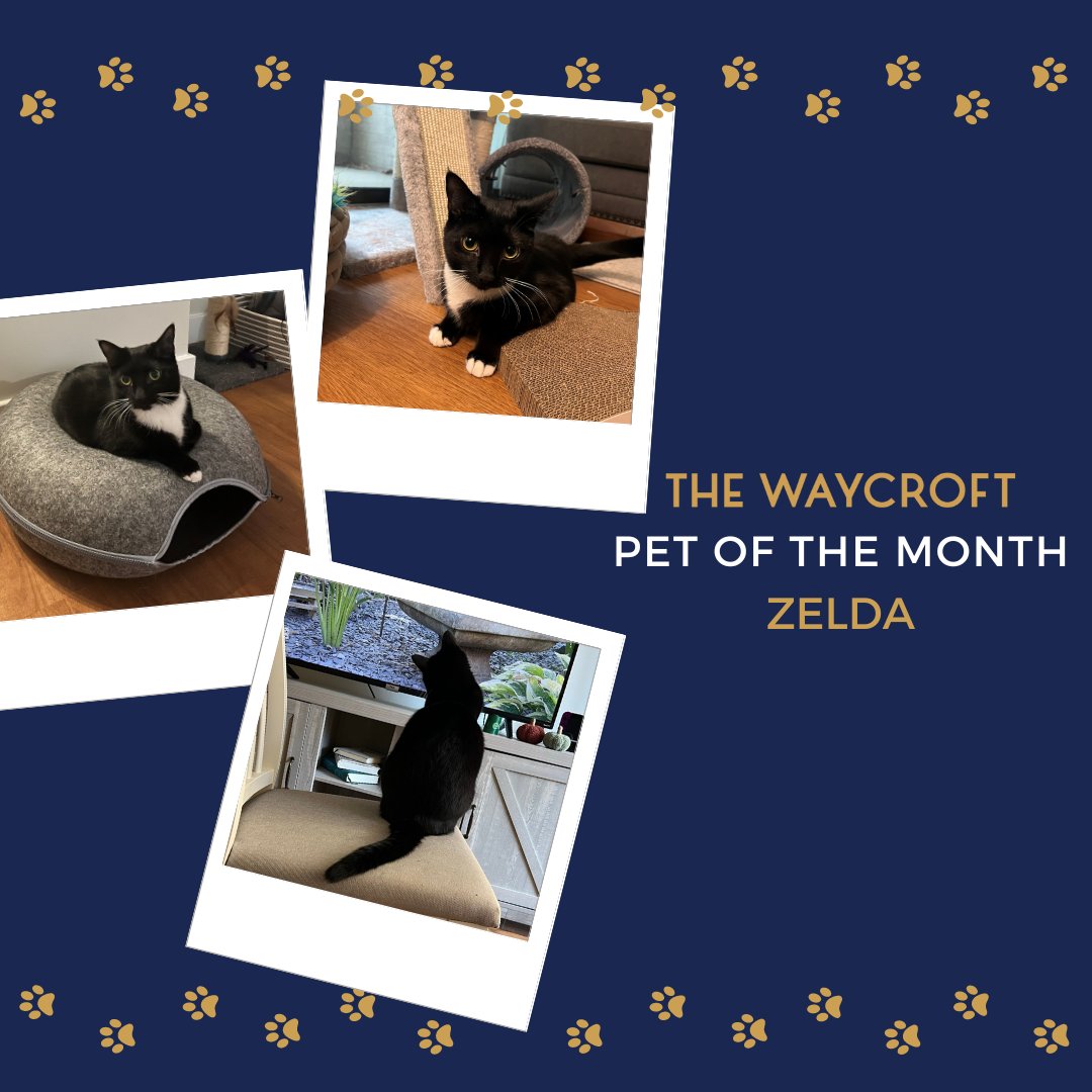 Meet Zelda: Shy, sassy, and our adorable Pet of the Month! Loves zoomies and chin scratches. 🌟 #WaycroftLiving #ArlingtonVA