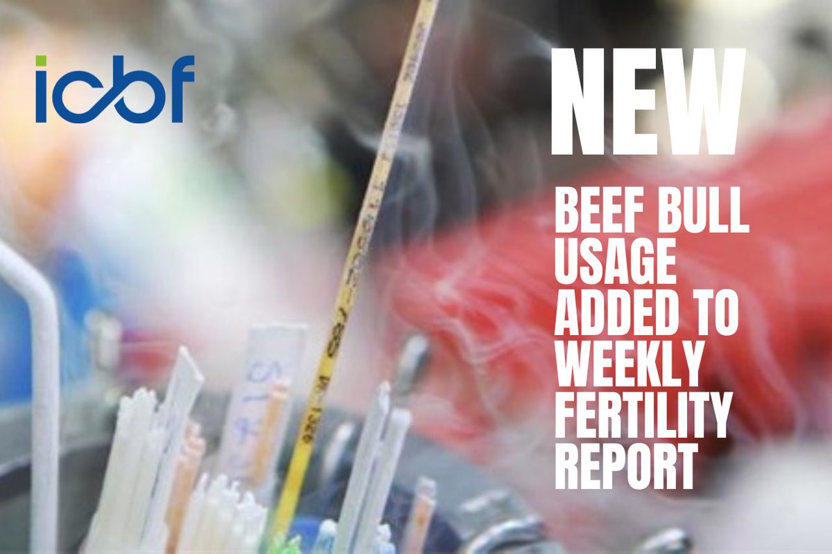 With the increasing usage of beef bulls in the dairy herd, we have added a new beef AI usage table to the Weekly Fertility report. This includes details of beef bulls used in the dairy herd when generating the Weekly Fertility report. icbf.com/new-beef-bull-…