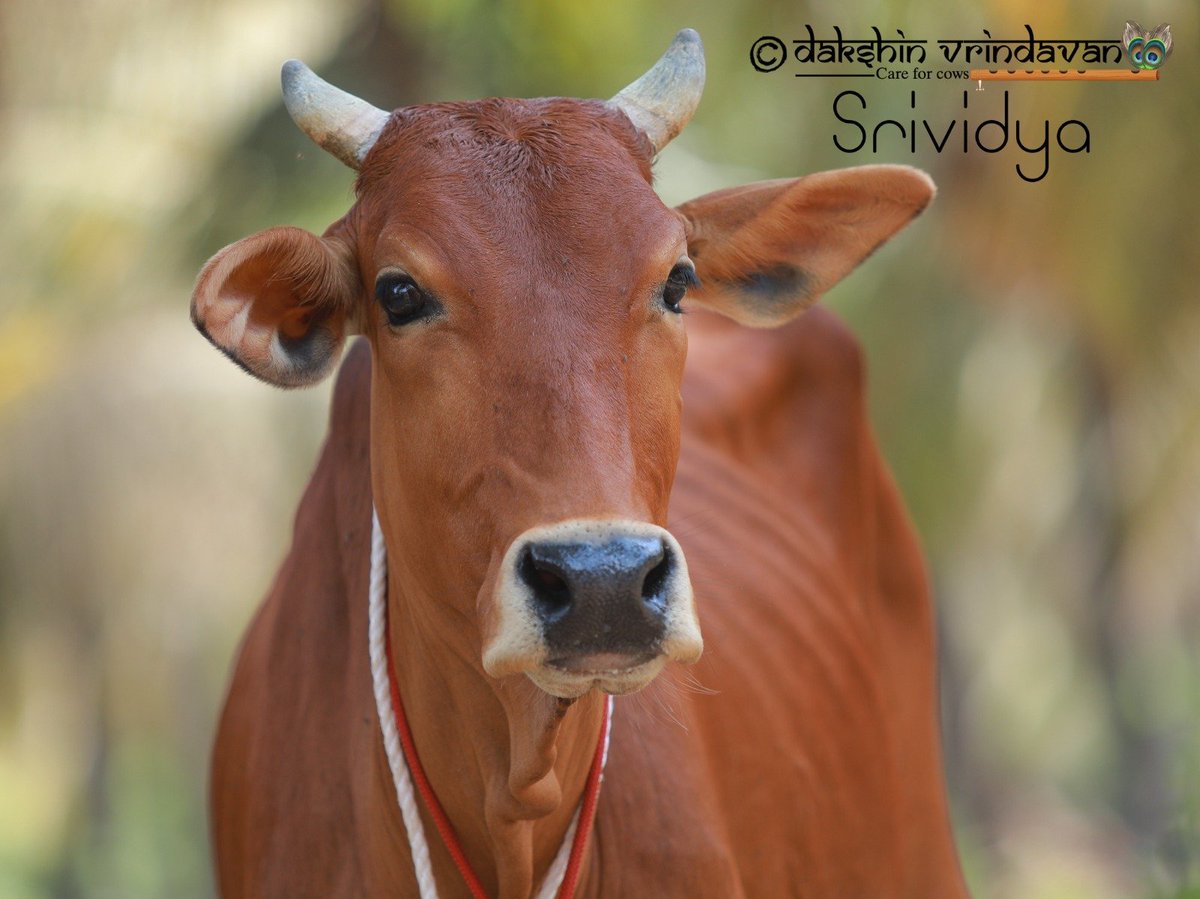 Cow protection is the key to happiness. Please kindly Sacrifice something to please a cow and experience how Sri Gopala becomes pleased with you.   Srividya is adopted by @cKuduR

📷