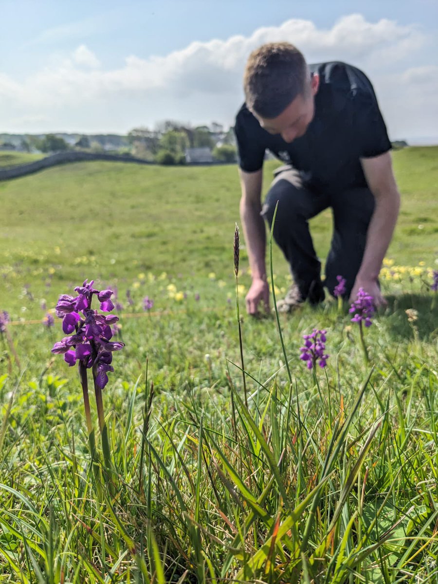 Today was the annual orchid counting day in Silverdale, when our rangers and dedicated volunteers take to their knees to count thousands of flower spikes of Green Winged and Early Purple orchids.The numbers are still being counted so watch this space for our totals!…