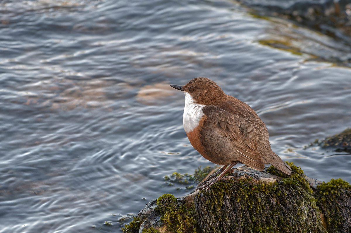 Lovely feedback and image from one of our visitors to the #Grassington NPVC. 

🗨️ To the two ladies that I talked to at the centre, thank you for the information about the dippers! The local knowledge of the staff at the Visitor Centres is invaluable.

📸 Thanks to Kev Burnley