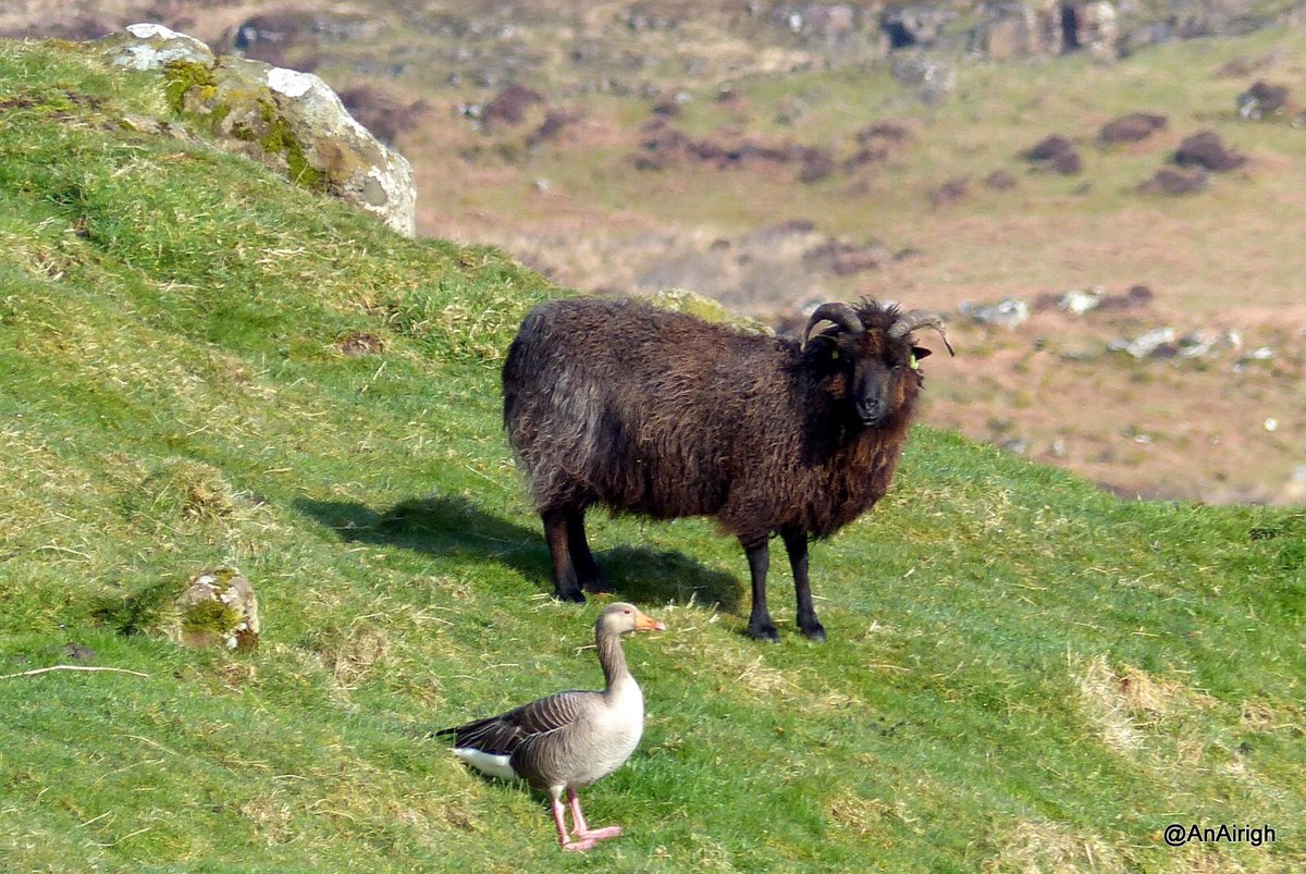 Made me smile, it’s been unusually hot today here on Skye. #sheep #croft #goose