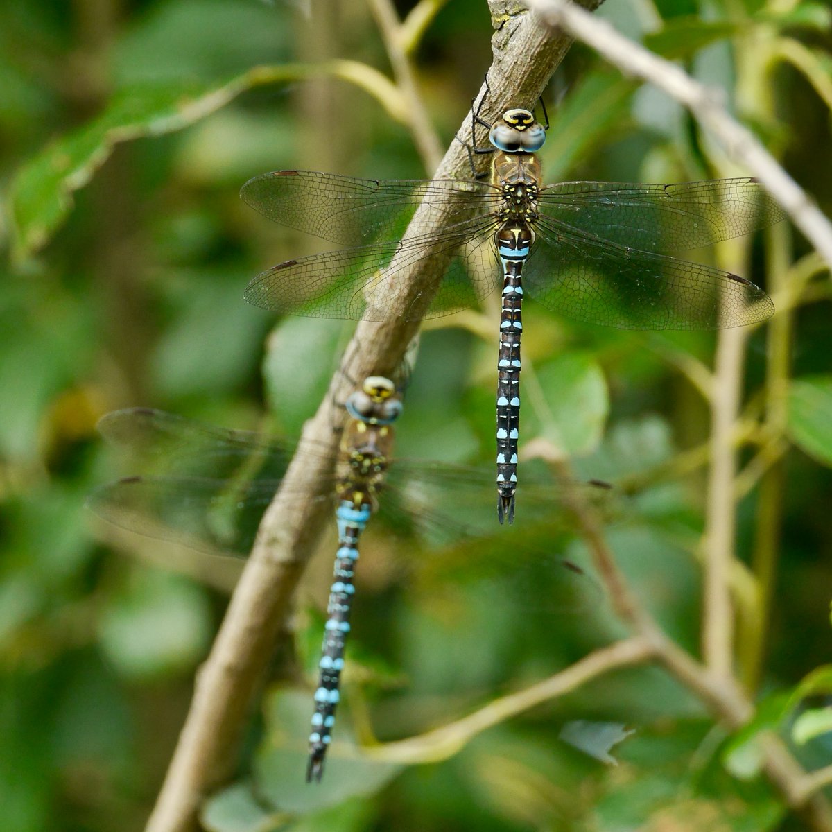 We're building an exciting calendar of events for this year, and the first of these are available to book now! Join us for a Wildlife Discovery Walk, or go on the hunt for Dragons and Damsels... No experience necessary! Book your place here: tinyurl.com/s9acset5
#Livewild
