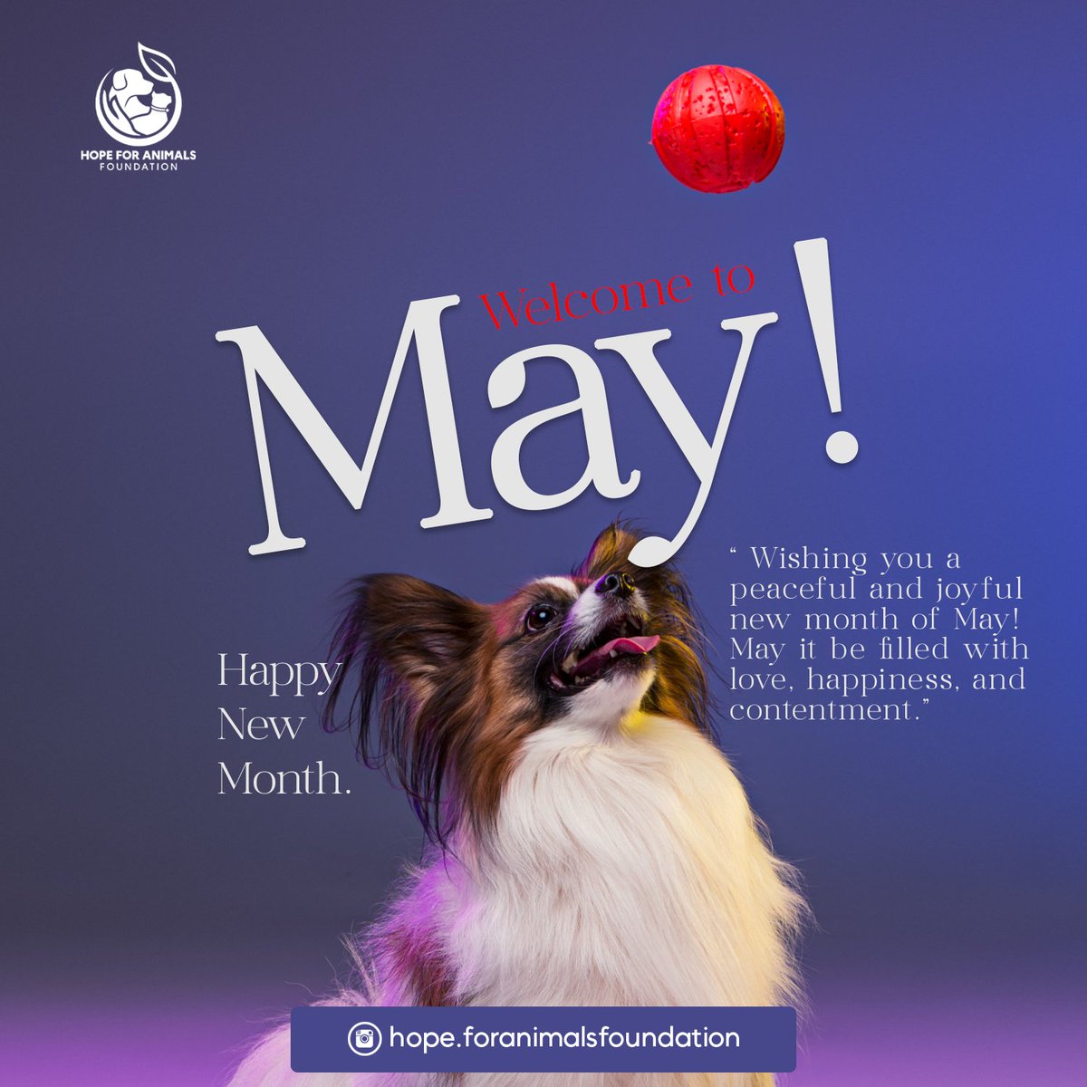 New month, new beginnings for our furry friends!🪄

Join us in making May a month of compassion and care for animals in need. 🐾💙

 #newmonthnewhope #animalcharity #newmonth #may #wednessday #animalrescue #adoptdontshop #animals #rescue #animallovers #AnimalRights