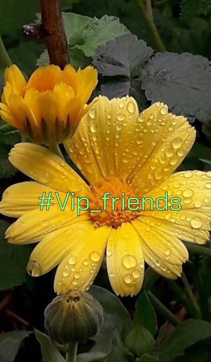 #VIP_FRIENDS 

@ALESXIA_ANK @_ALESXIA
@MARTHA_CAN2 

  @Bn_gsh2 @Madi_h8
@Lu_v_u2 @MoniT__
@tripletsfan19  @SHS_1981
@Efamy_ @DyelQueM
 @As_t40 @x4Eileen
@Ahmedjul @NEENAH678
@DALIHAH_ @Ruth_111_
@LauraMi25356713
@seraichiban3
@GRAHAM15583
@nuvisionquestt3
@ALANA_T7 @B_ELLE3