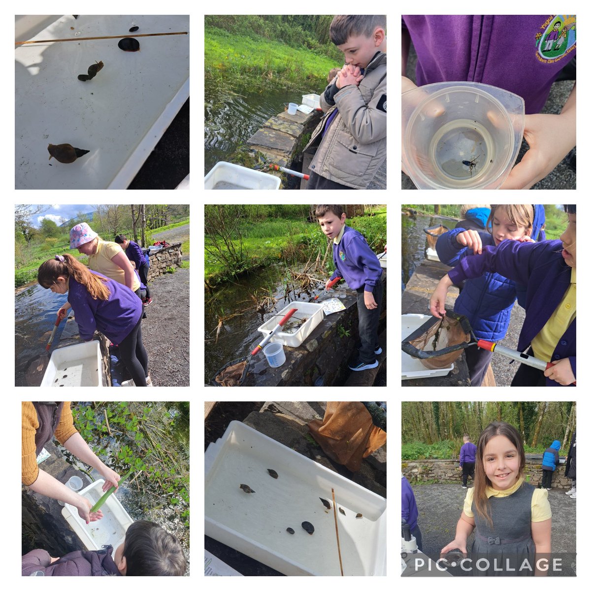 Ysgol Trimsaran (@ysgoltrimsaran) on Twitter photo Diwrnod o chwilota ym mhyllau y gerddi, dysgu am gadwynu bwyd, cynefinoedd a defnyddio microsgopau. <a href="/WalesBotanicEdu/">Addysg/Education National Botanic Garden of Wales</a>
#dysguynyrawyragored #unigolioniachachyderus Diwrnod o chwilota ym mhyllau y gerddi, dysgu am gadwynu bwyd, cynefinoedd a defnyddio microsgopau. <a href="/WalesBotanicEdu/">Addysg/Education National Botanic Garden of Wales</a>
#dysguynyrawyragored #unigolioniachachyderus
