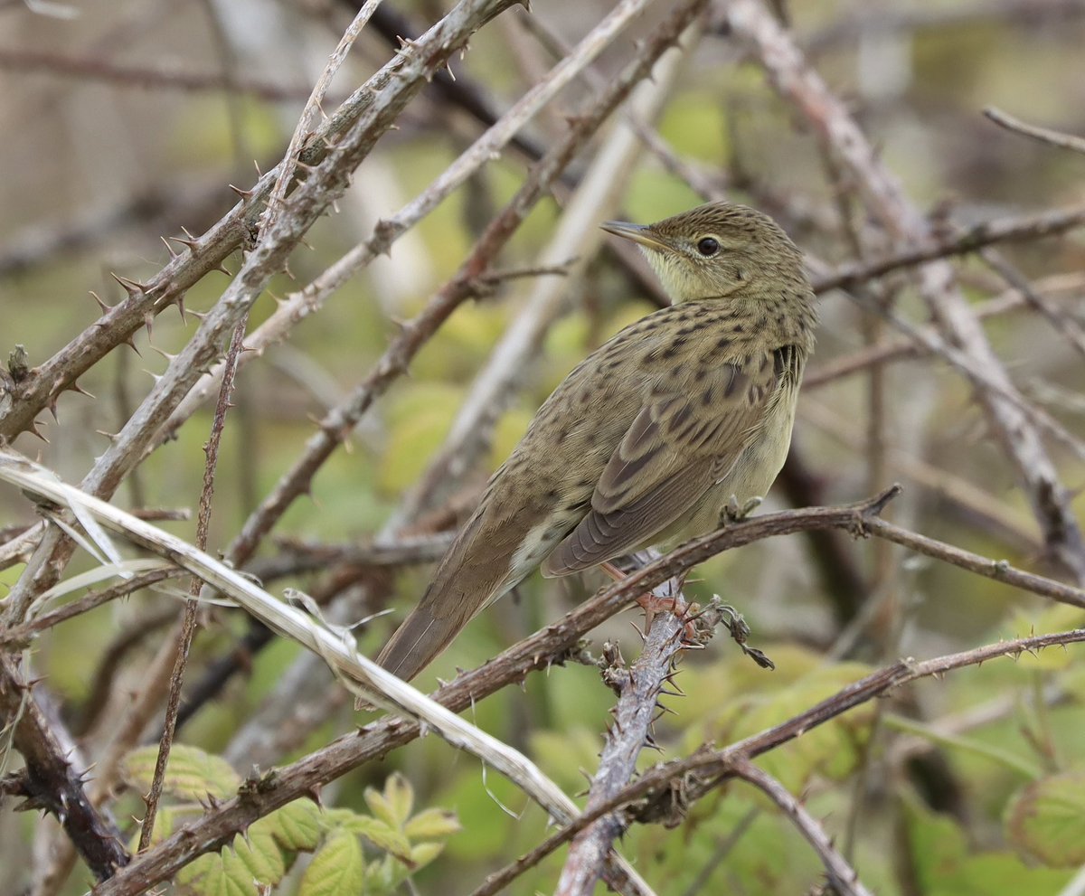 The most obliging Grasshopper Warbler I have ever seen at Flamborough Headlands in the brambles below Motorway Hedge area. Sang its heart out. @FlamboroughBird