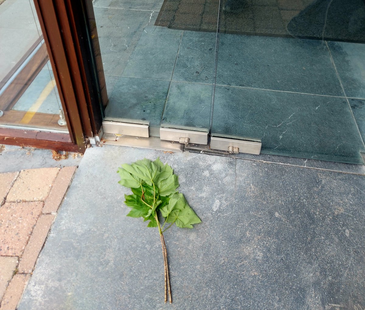 Delighted to find a kind neighbour left this on our doorstep this morning to 'bring in the May'. #duchas #tradition #mayday #skibbereen