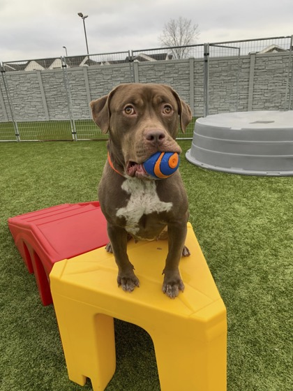 Biscuit has our Wednesday Wish List! This pretty girl LOVES toys and can usually be seen carrying one around on her walks. - bleach - laundry detergent - paper cutter