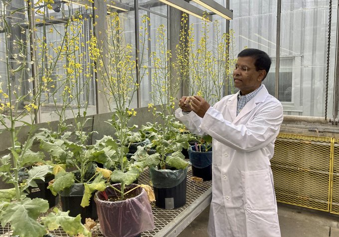 AFNS researcher Habibur Rahman believes crossing canola with genes from its extended family will result in a host of desirable traits in canola. #UAlberta @ABFarmerExpress Full Story: bit.ly/49Vukms