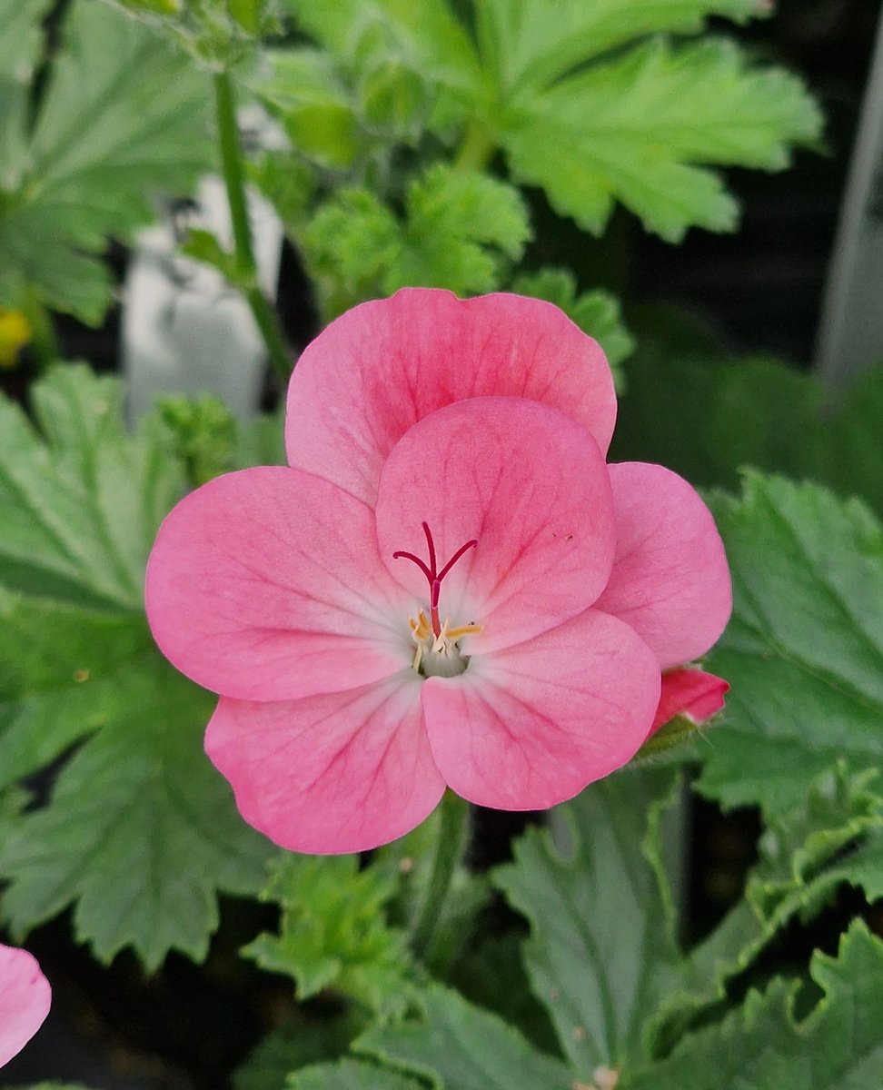 From the Pelargonium Palace today.....  Our Unique cuttings have rooted and seem a little determined to put on a show of flower!!

#garden #gardening #plants #flowers #pelargoniums #geraniums  #geranium #greenfingers #greenhouse #gardeninspiration #growyourownplants #growingcrazy