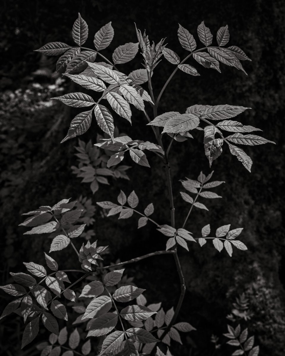 foliage catching the light in Middleton Woods, #Ilkley #blackandwhitephotography