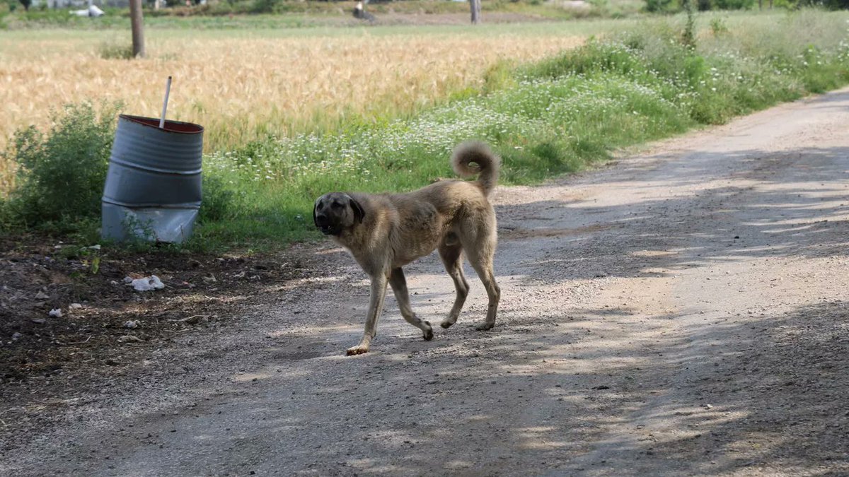 Adana’nın İmamoğlu ilçesinde tarlada soğan başağı toplayan yaşlı kadın, başıboş köpeklerin saldırısı sonucu feci şekilde hayatını kaybetti.

Söz konusu olay Adana'nın İmamoğlu ilçesine bağlı Ayvalı köyünde sabah saatlerinde meydana geldi.