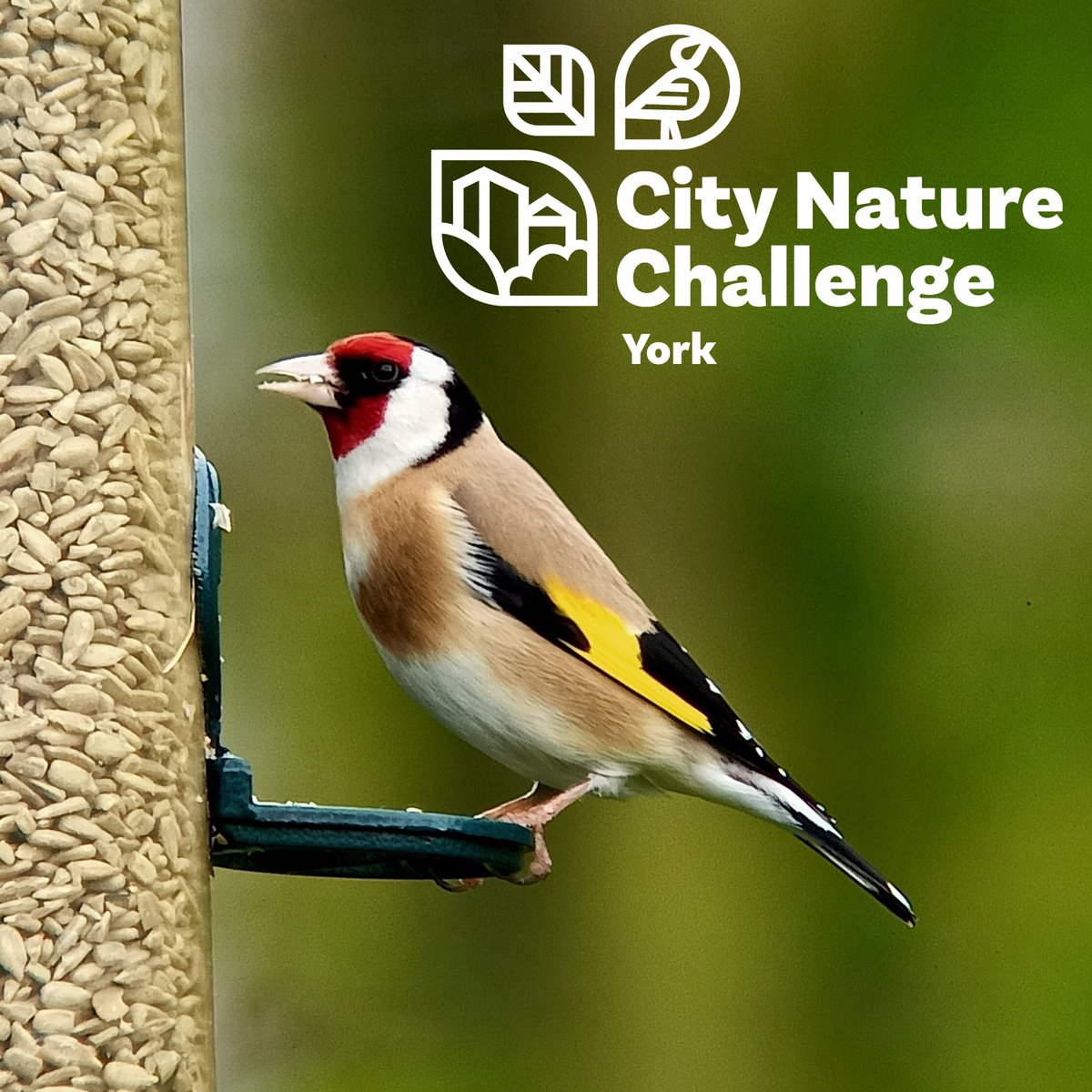 A goldfinch spotted during this year’s #CityNatureChallenge! Don’t forget to help identify any observations so they make it to research grade.

Any photos taken during the challenge can still be uploaded this week as well!

📷 am73whel on iNaturalist