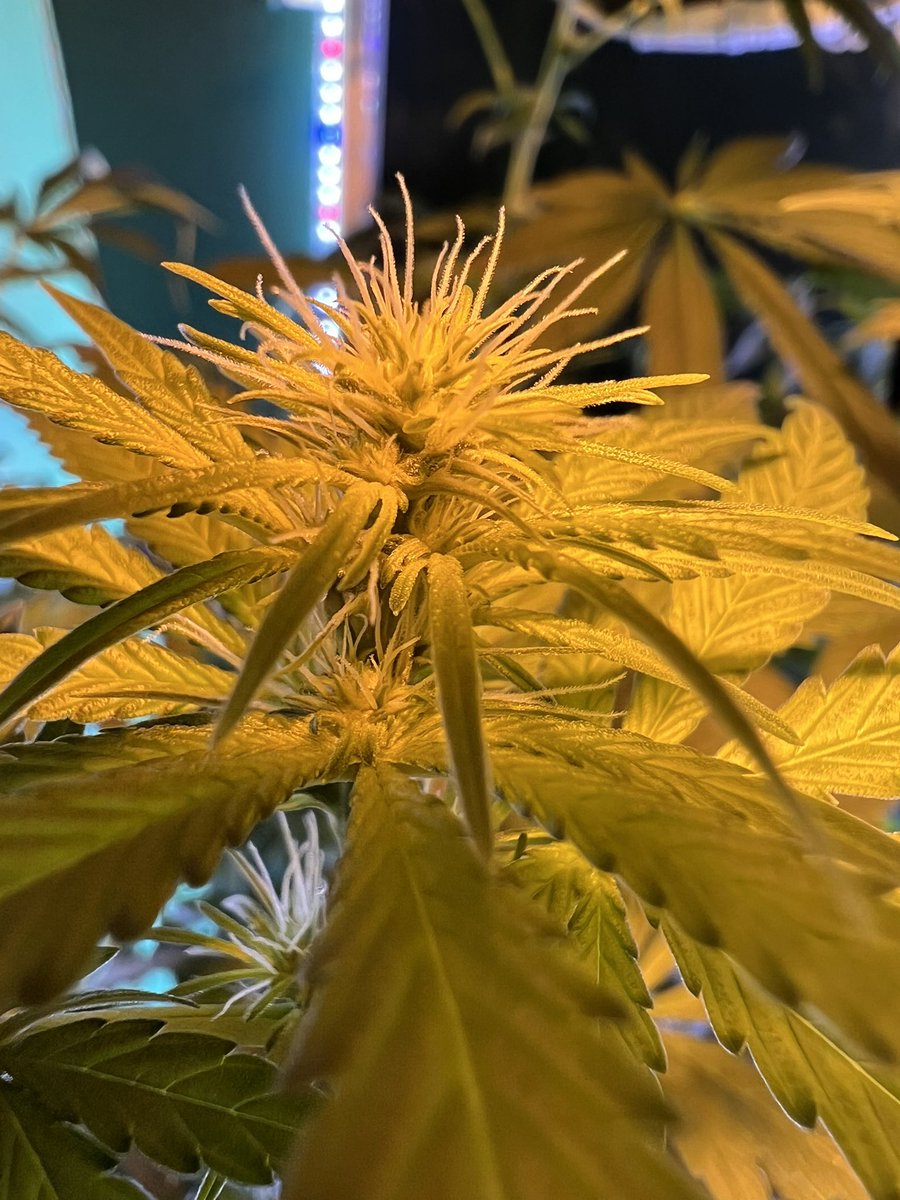 Pretty Pineapple Kush #hemp bud forming. 🙂💨💨💨😎

#cannabis