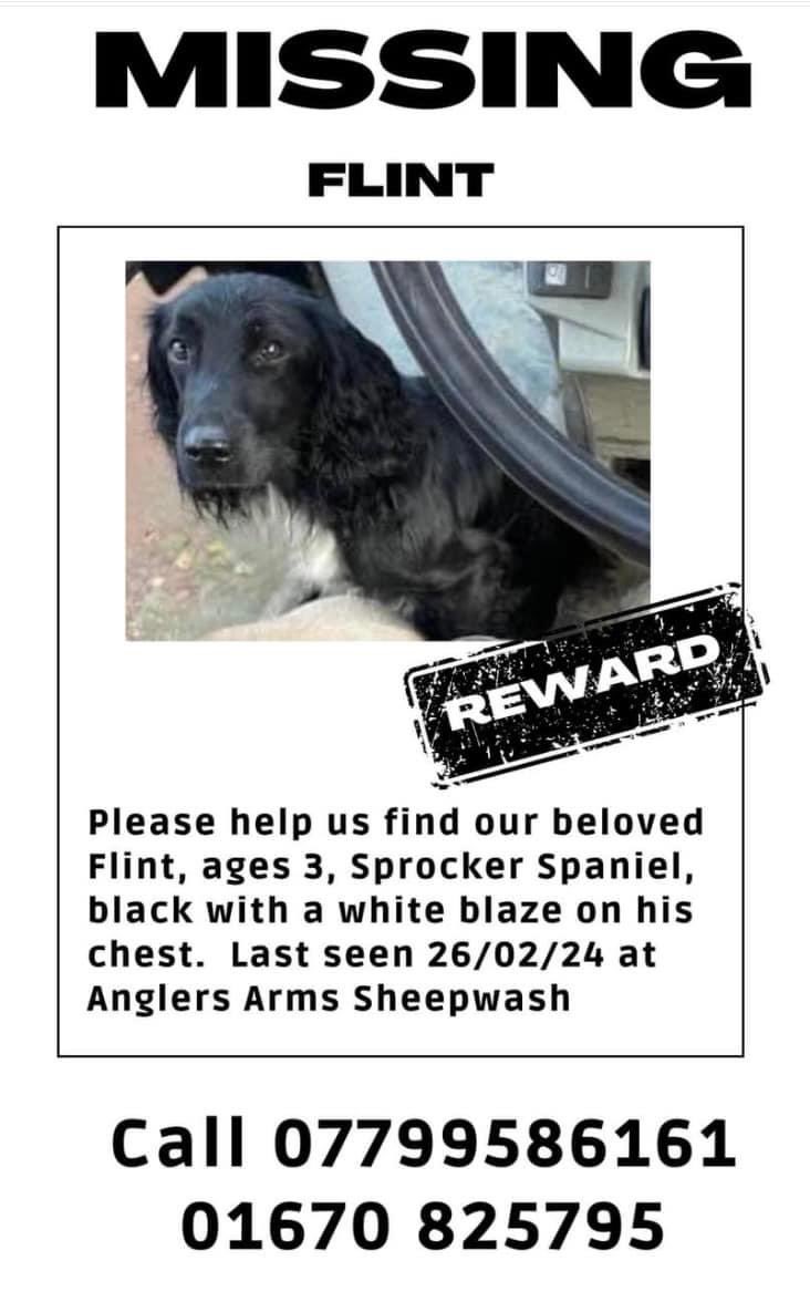 #SpanielHour 
❌STILL MISSING SINCE 26/2/24 ❌
MISSING  #SHEEPWASHBANK #CHOPPINGTON #NORTHUMBERLAND 
Flint has gotten out of our garden at the #AnglersArms. 
Has anyone seen him please call 07799586161 kids are frantic
3YO BLACK #sprocker white blaze 
REWARD 
@JacquiSaid @bs2510