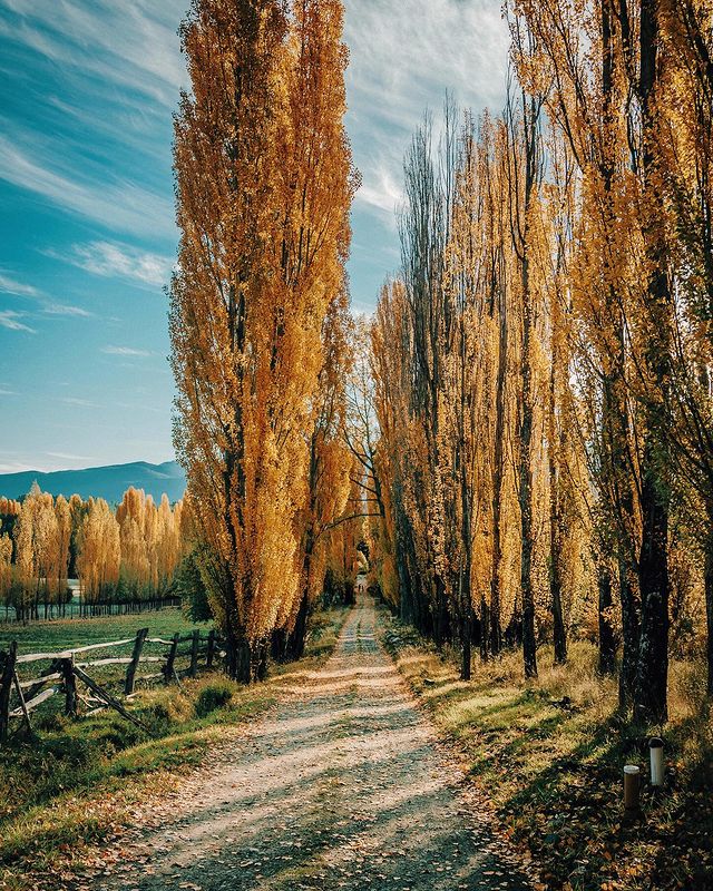 Tardecitas en #ElBolsón. Colores para empaparse de otoño entre álamos, el Piltri y algunas casas. #julidistacio🙌🏼 Termo listo?🧉☕ Patagonia Argentina