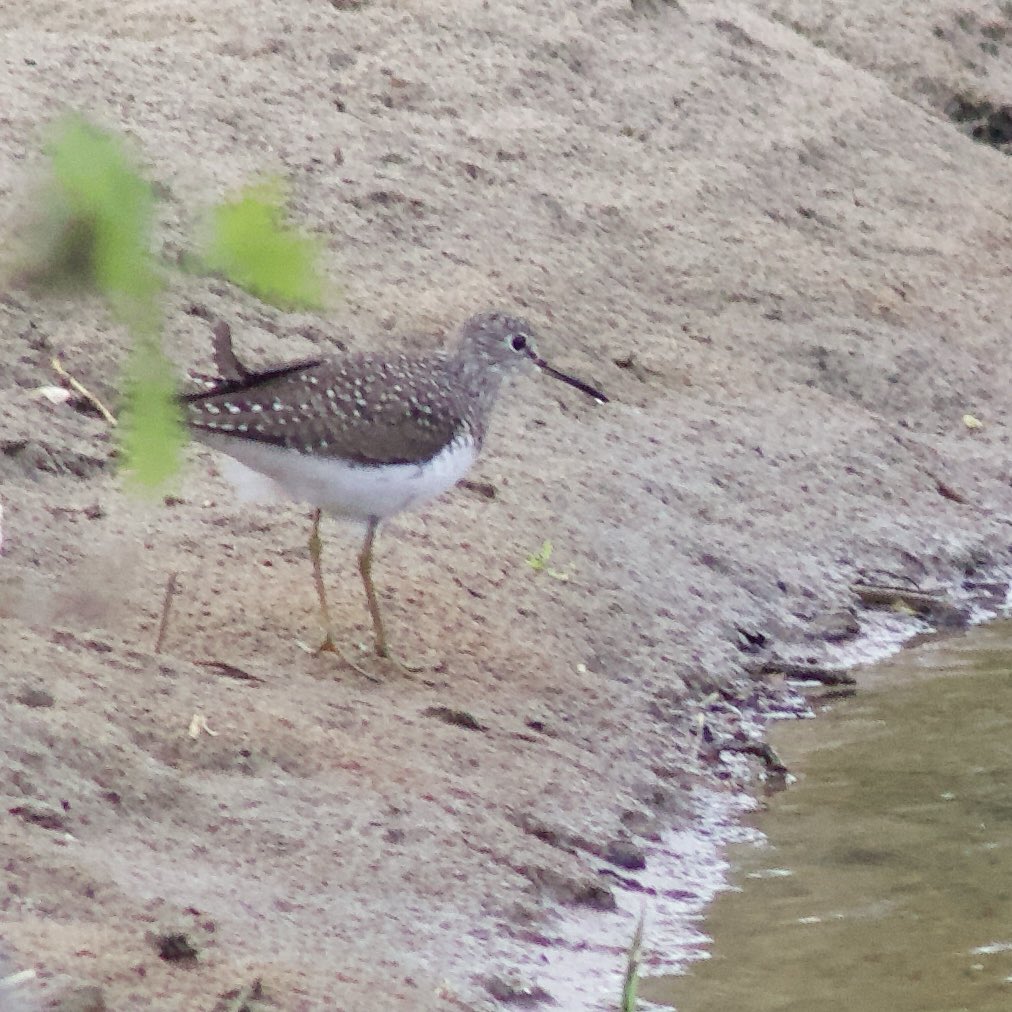 This is a new bird for me & #WaderWednesday I believe this is a solitary sandpiper that I saw over the weekend! It was near the riverbank but it eventually flew off