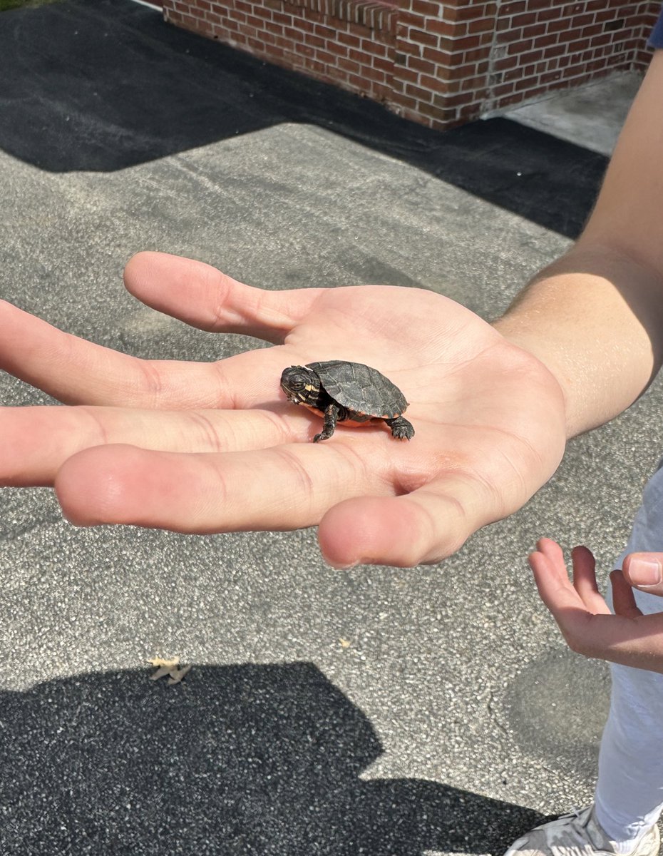 Greeley students saved a baby turtle today 🐢 Shout out to the science department for helping us find a home for it ! Any name suggestions!? #studentlife #wearechappaqua  #sciencefinds #turtles