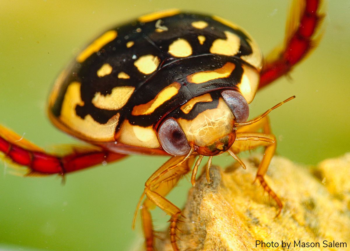 Arthropod Photo of the Week: May 1, 2024
Sunburst diving beetle
Thermonectus marmoratus
Coleoptera: Dytiscidae
Mason Salem, Arizona, USA 
#arthropodPOTW