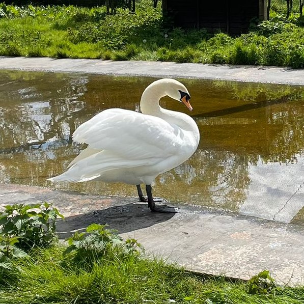 SAD STORY!!💔This swan's mate was shot dead; she was shot 3 times + also had a fishing hook stuck in her foot! Recovering well though and we are hoping to release her in the next couple of days 👏👏@RSPCABirmingham @RSPCA_official @nantwichnews @BBCSpringwatch @BbcStoke