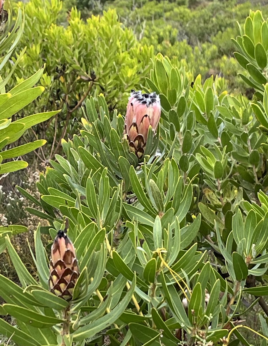 May Day Hike