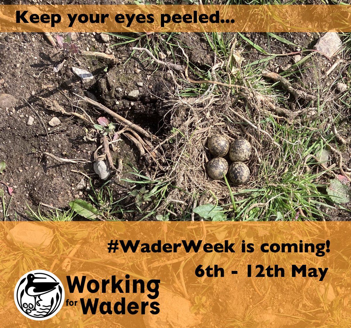 We’re looking forward to #WaderWeek next week - a chance to learn more about the challenges faced by #curlews, #lapwings and others - & also find out how you can help! More on this to come… @DavyMcCracken @scottishfarmer @ScotGamekeepers @BTO_Scotland @DaveParish1 @NFUStweets