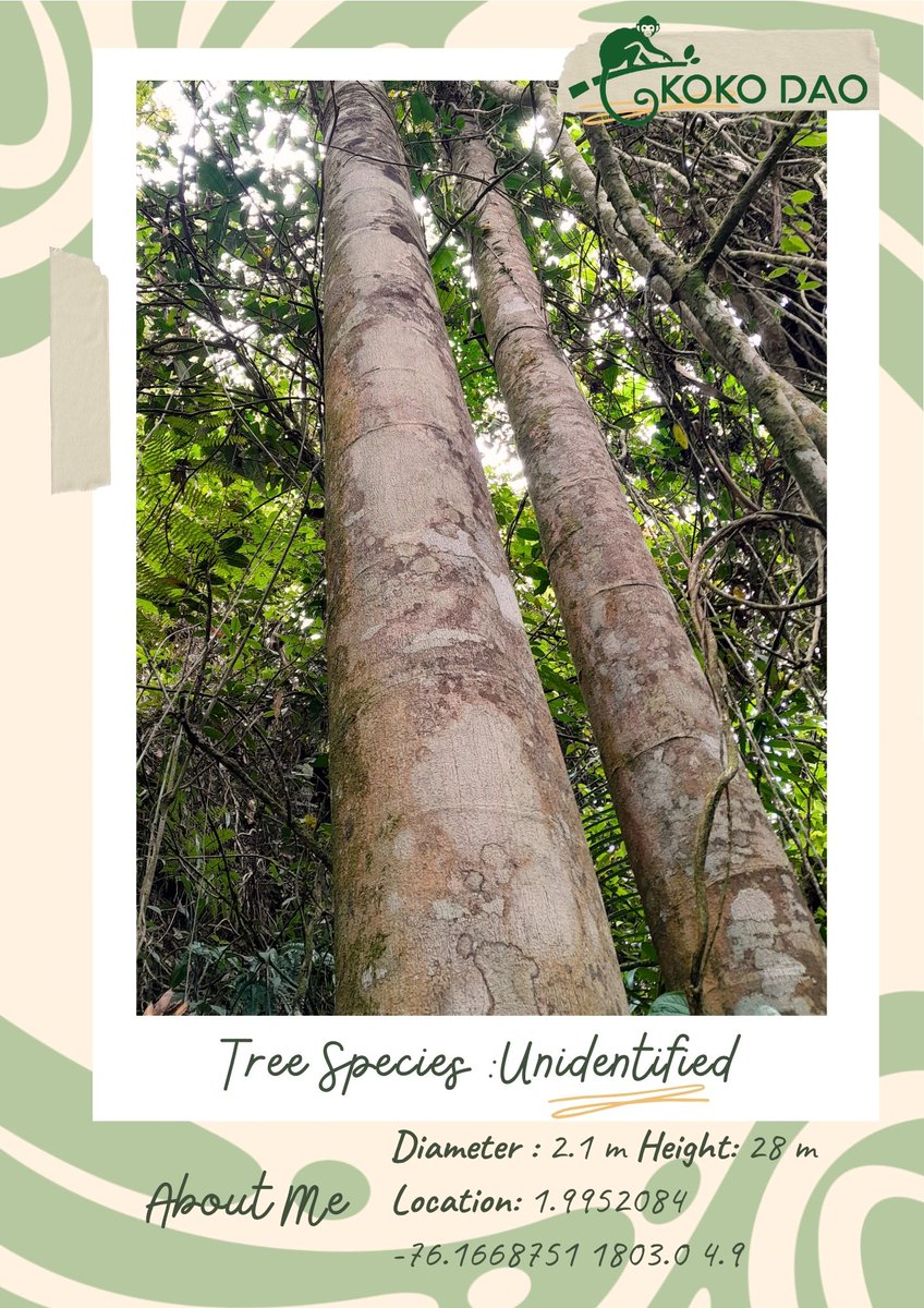 🌳 Today's #TreeOfTheDay features a mysterious 28-meter giant whose species is yet to be identified🌳 Do any of our eco-savvy Regens have insights on what this tree could be?🤔 If you think you know the name of this species, please share your expertise in the comments! 🤓💬