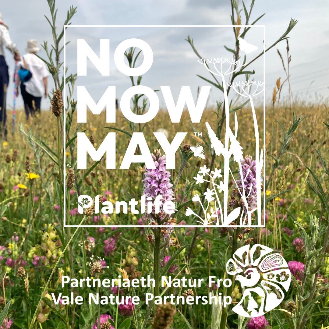 Today we celebrate the start of <a href="/Love_plants/">Plantlife</a> #NoMowMay!🌷

Let your gardens, verges and green spaces grow longer and give biodiversity a much needed boost 🌱

Are you taking part? 

Share your meadow journey with us using the hashtag #ValeNature to celebrate nature in the Vale!