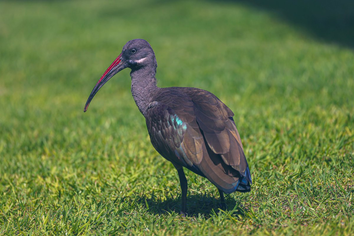 Jeff’s Wildlife Photography tweet media