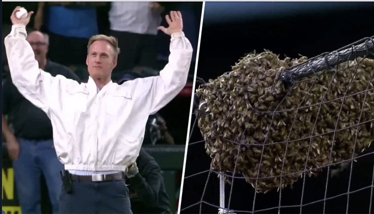 'Beekeeper 2: Backstop Boogaloo'