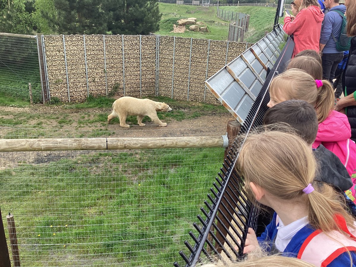 Jerry Clay Academy (@jcawakefield) on Twitter photo Year 1 had a fabulous day today at <a href="/YorkshireWP/">Yorkshire Wildlife Park 🦁</a> We had a super workshop and saw lots of animals ~ do you like our meerkat poses? <a href="/JCA_Science/">Jerry Clay Academy Science</a> #Jcacurriculum Year 1 had a fabulous day today at <a href="/YorkshireWP/">Yorkshire Wildlife Park 🦁</a> We had a super workshop and saw lots of animals ~ do you like our meerkat poses? <a href="/JCA_Science/">Jerry Clay Academy Science</a> #Jcacurriculum