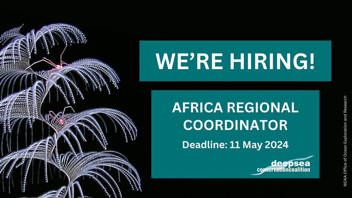 📣 Join our team! We have an exciting opportunity for a Regional Coordinator to advance the #DeepSeaMining Moratorium Campaign within the Africa Region. If you think you're the right candidate, apply today! 📝 All details here: deep-sea-conservation.org/dscc-africa-re… #OceanJobs #WeReHiring