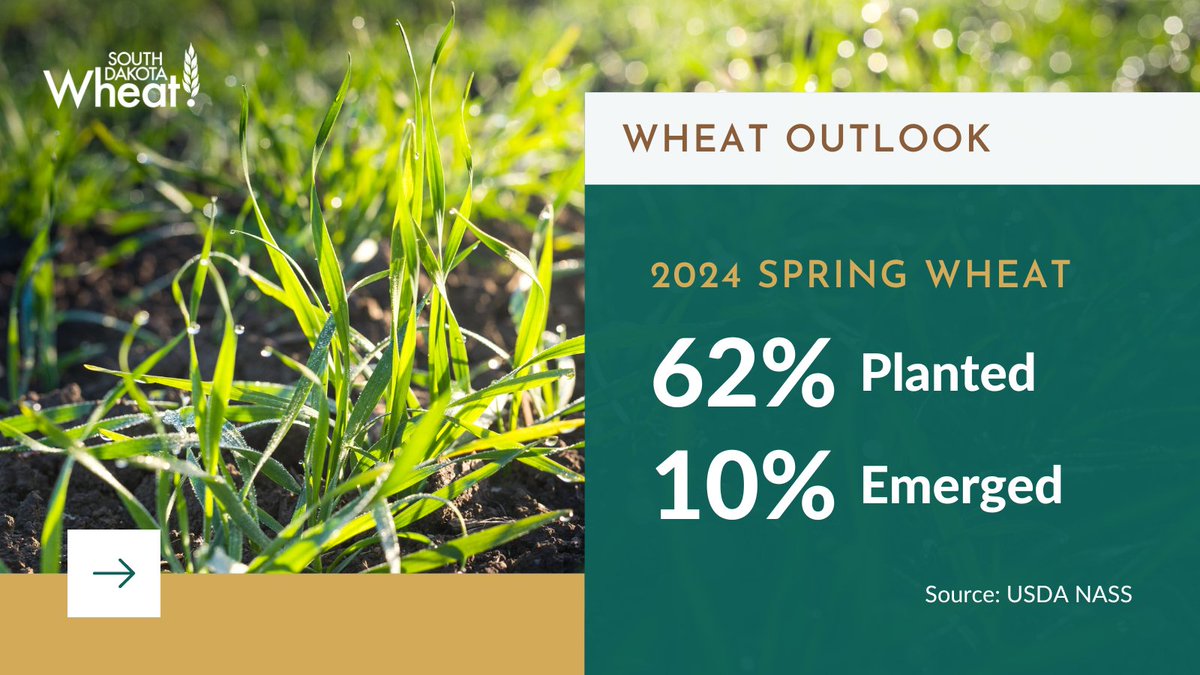 Statewide, spring wheat planting progress has ramped up as compared to last week and winter wheat conditions continue to improve. #SDWheat