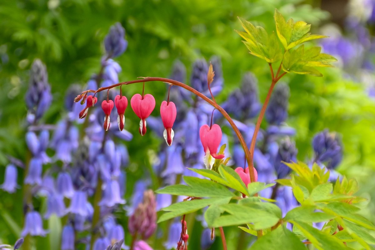 Feeling the love by the Parsonage Lawn with this Lamprocapnos spectabilis ❤️ Image: Tammy Herd #ClumberPark