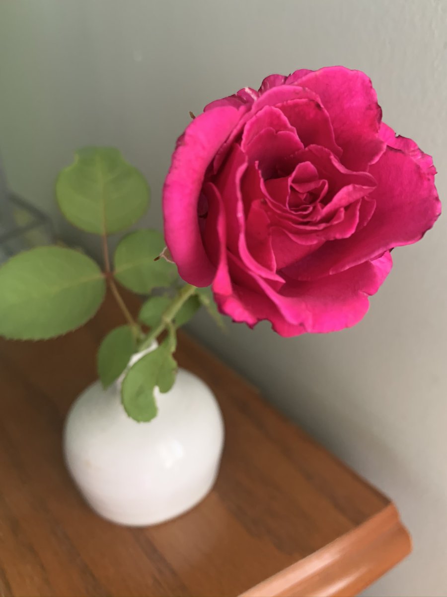 Garden Tip of the Day: When cutting roses from your garden to enjoy indoors, cut just above the first set of 5-leaves.
#gardendc #gardening #gardenchat #gardentips
#gardeningtipsforbeginners #gardeningtips #gardens
